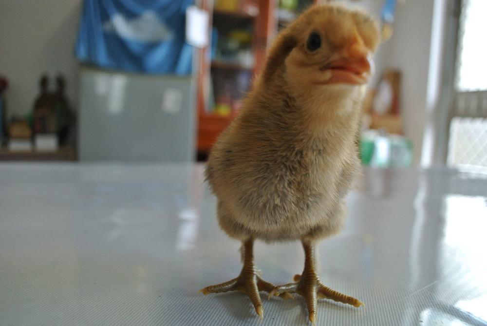 chicken08.jpg