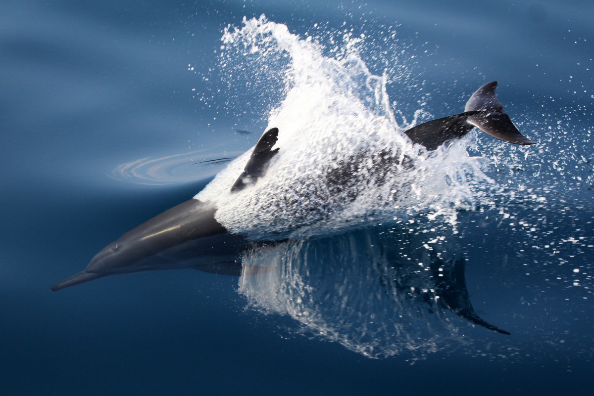 熱帶斑海豚1.jpg