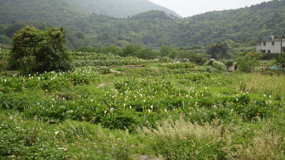 1200px-yangmingshan_national_park_-_jhuzihhu.jpg