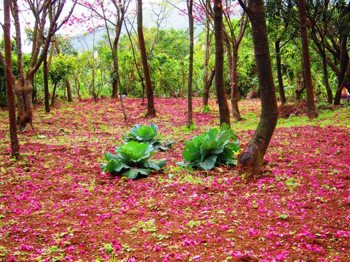 yangmingshan_national_park-yichang_chen-90251.jpg