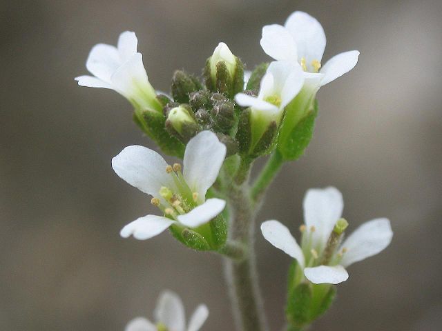 640px-arabidopsis_thaliana_inflorescencias.jpg
