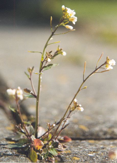 arabidopsis_thaliana.jpg